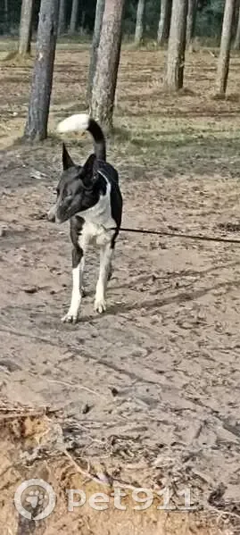 Пропал собака, Ленинский проспект, Санкт-Петербург - похож на лайку, огромные уши - photo