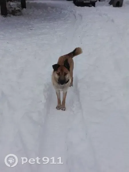 Пропал собака, Школьная улица, Иваньково - рыжий с висячим ухом - photo