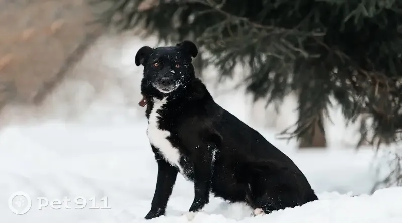 Пропала собака, женский пол, улица Мичурина, 25А, микрорайон Сходня, Химки - photo