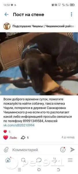 Пропал собака, мужской, Школьная улица, Алкинский сельсовет - шоколадного окраса - photo