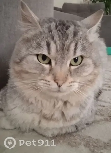 Пропал кот, Усадебная улица, 546, Тюмень - серый окрас, 1,5 года - photo