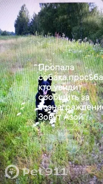 Пропала собака, «Карачиха — Ширинье» — Ременицы, Ивняковское сельское поселение - photo