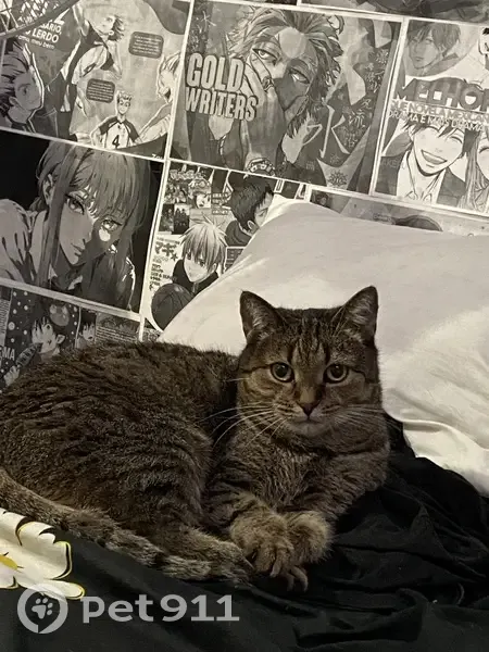 Пропала кошка, Огородная улица, 187, Саратов - тёмно-серая в полоску - photo