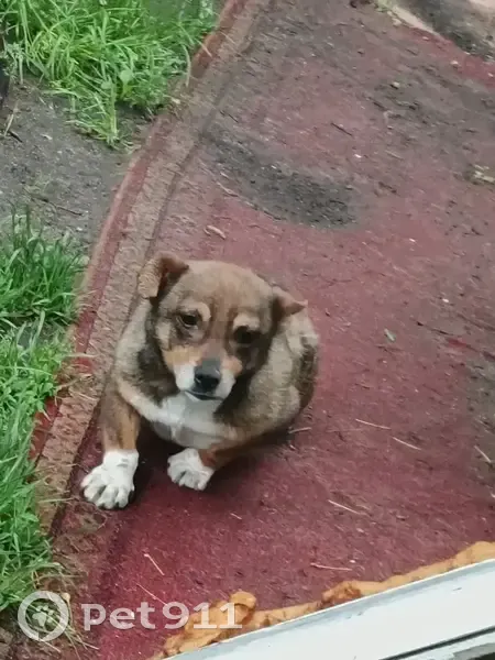 Пропал собака, Товарная улица, Калининград - photo