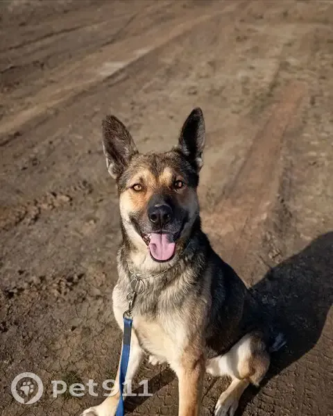 Пропал собака, Астрахань - большой пёс в красном ошейнике - photo