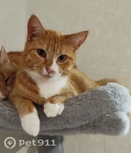 Пропала кошка, улица Резинстроя, 6, Тверь - Алиса, 2 года, стерилизована - photo