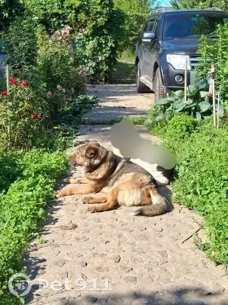 Пропал собака, мужской, улица Королёва, 4 к1, Жуковский - черная спина и рыжие лапки - photo