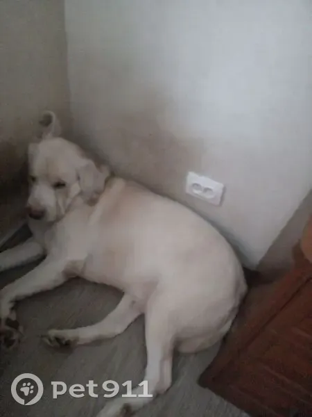 Пропала собака, улица Салтыкова-Щедрина, 46, Томск - лабрадор с шрамом на морде - photo