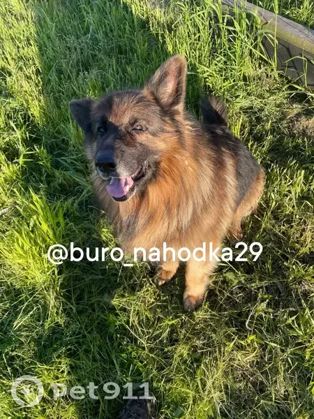 Пропал собака, Архангельск, порода немецкая овчарка - photo