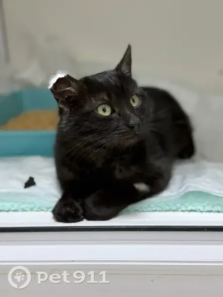 Найден кот, 1-я Орловская улица, Курск - ласковый, шерсть чёрно-белая - photo