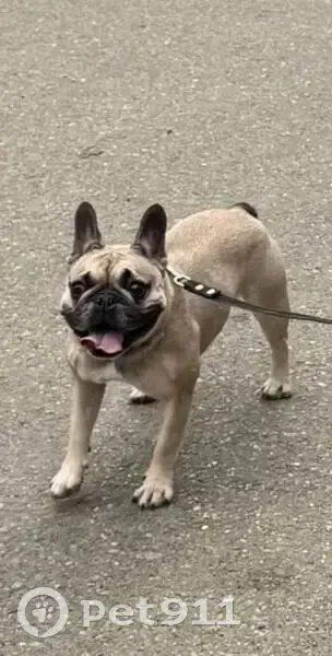 Пропала собака, Тургеневское шоссе, 25/7У, Новая Адыгея - убежала во время взрыва - photo