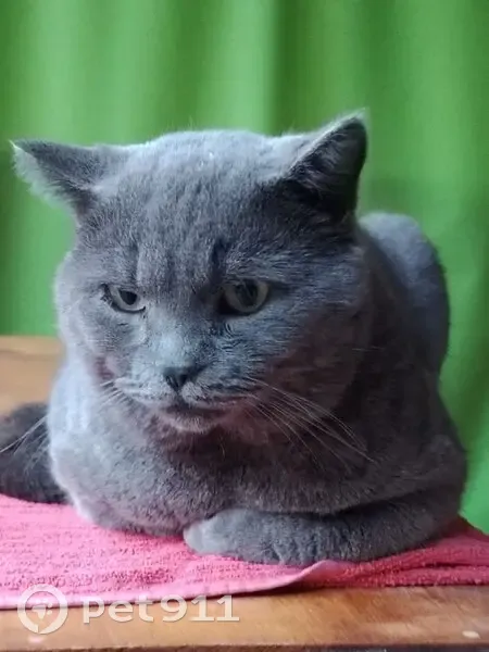 Пропал кот, улица Калинина, 36, Горно-Алтайск - серый, не особо контактный - photo