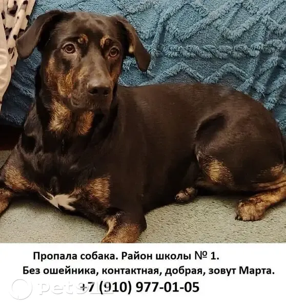 Пропала собака, женский пол, улица Радищева, 15, Рыбинск - помесь лабрадора и дворняги - photo