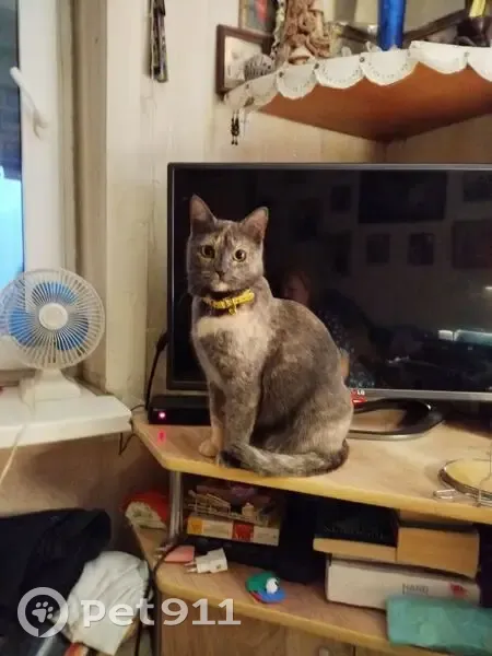 Пропала кошка, Кромская улица, 11, Самара - в жёлтом ошейнике - photo