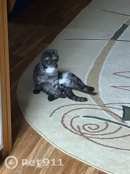 Пропал кот, Звёздная улица, 5, Заводоуковск - серый вислоухий - photo