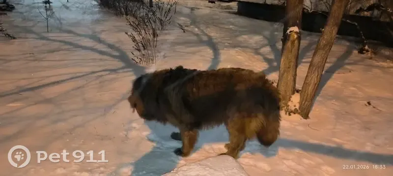 Найдена собака, улица 8-й Воздушной Армии, 56, Волгоград - похож на тибетского мастифа - photo