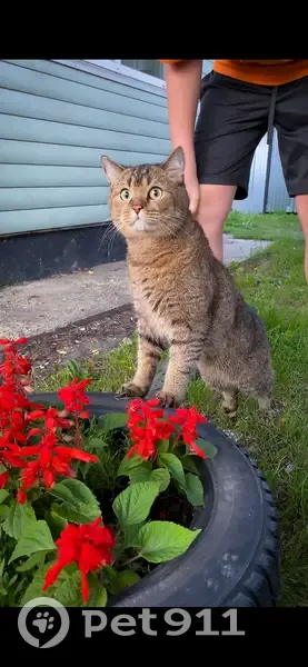 Пропал кот, улица Глинки, 2, Тула - британец, окрас золотая шиншилла - photo