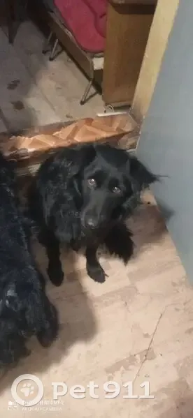 Пропал собака, 9-й Линейный переулок, Иваново - кудрявый, чёрный, без ошейника - photo