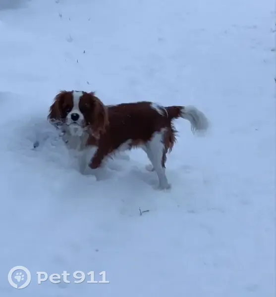 Пропала собака, Совхозная улица, 169, Красненькая - рыжего окраса, выпавшее второе веко - photo