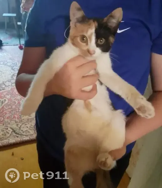 Пропала кошка, улица Емельянова, 26, Щёкино - хвостик сломанный - photo