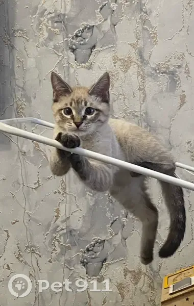 Пропал кот, улица им. маршала Еременко, Волгоград - серый, 5 месяцев - photo