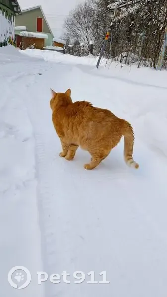 Пропал кот, 25, Подольск - рыжий с черной окантовкой носа - photo