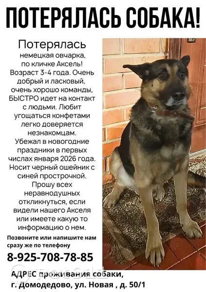 Пропал собака, Новая улица, 50, Домодедово - черно-коричневый с серым, черный ошейник - photo