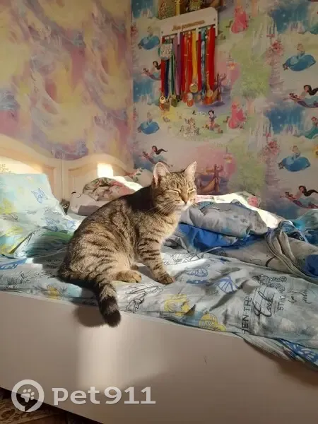 Пропала кошка, Круговая улица, Тюмень - коричневая с черными пятнами - photo