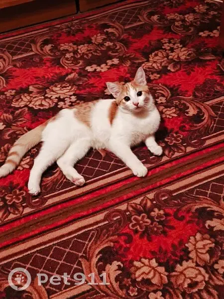 Пропала кошка, улица Добролюбова, 9, Вологда - бело-рыжая - photo