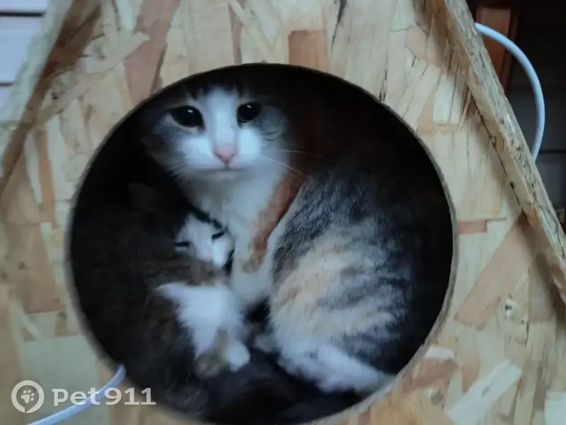 Пропала кошка, Строительная улица, Солдатское - трёхцветная, стерилизована - photo