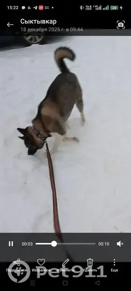 Пропал собака, Коммунистическая улица, 88/1, Сыктывкар - помесь овчарки с лайкой - photo