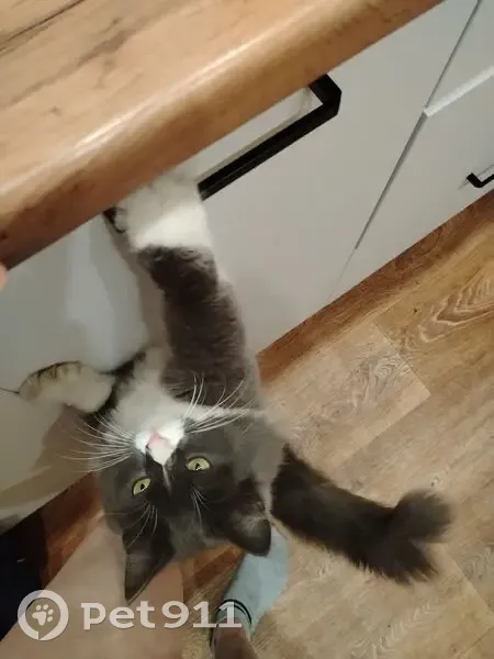 Пропал кот, 2-й Сахалинский переулок, 46, Ростов-на-Дону - серый и белый - photo