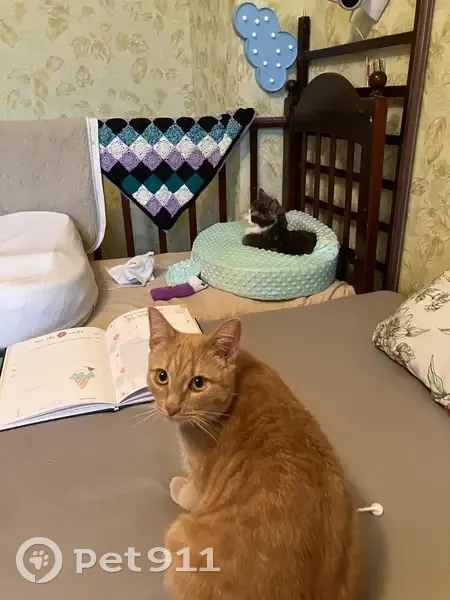 Пропала кошка, Ступино - рыжий кот по кличке Симба - photo