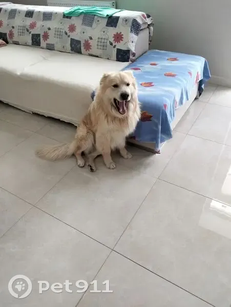 Пропал собака, Астраханская улица, 6А, Магнитогорск - похож на золотистого ретривера - photo