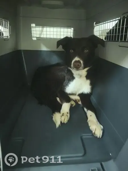 Пропал собака, Калининград, Калининградская область - шоколадный, худощавый подросток - photo