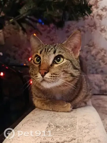 Пропал кот, Мельничная улица, 91, Омск - тигровый окрас - photo