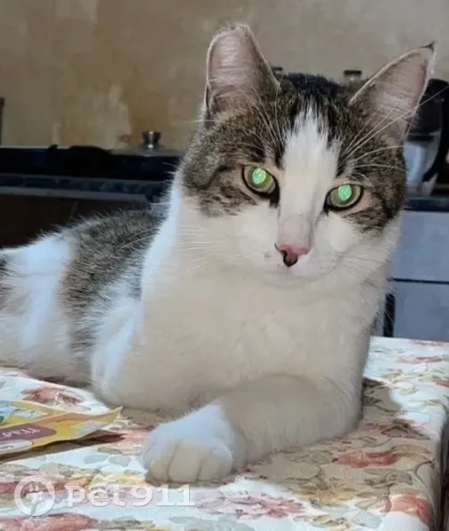 Пропал кот, улица Строителей, 17, Кулебаки - Лаки, домашний, инвалид - photo