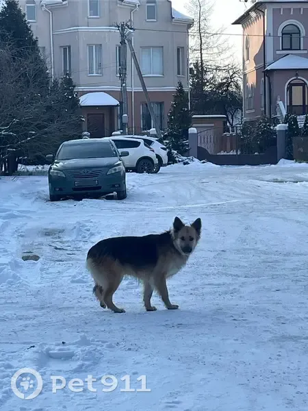 Найдена собака с ошейником, улица Юрия Гагарина, 86Ж, Калининград - photo