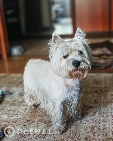 Пропал собака, Взлётная улица, 34, Красноярск - окрас белый, откликается на Проша - photo