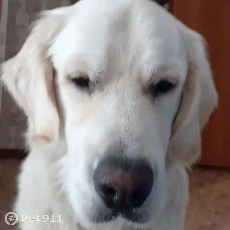 Пропал собака, Ясный проезд, 32 к1, Москва - в ошейнике и с клеймом - photo