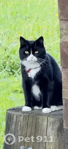 Пропала кошка, бульвар Новаторов, 90, Санкт-Петербург - черно-белая с желтыми глазами - photo