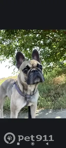 Пропала собака, Красная улица, Новая Адыгея - photo