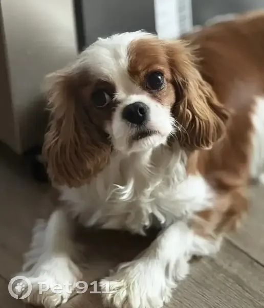 Пропала собака, Полевая улица, 10/1, Воронеж - бело-коричневая девочка - photo