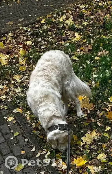 Пропал собака, Ясный проезд, Москва - зелёный ошейник - photo