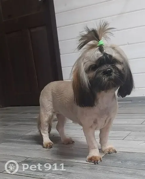 Пропала собака, Торхово, Тульская область - сука породы Ши-тцу - photo