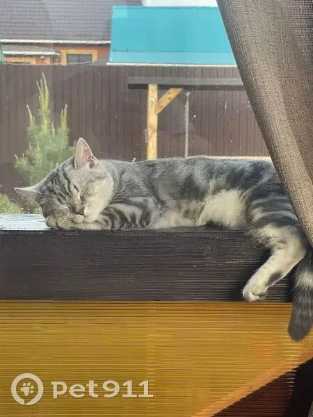 Пропал кот, Российская улица, городское поселение Дюртюли - шерстка мягкая - photo