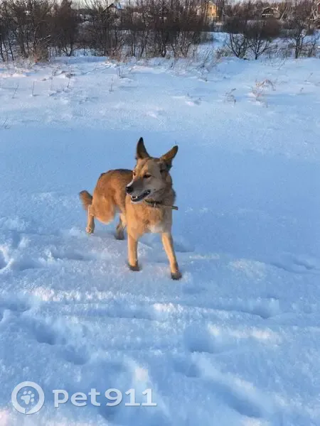 Пропала собака, улица Борцов Революции, 31, Пермь - рыжая и пугливая - photo