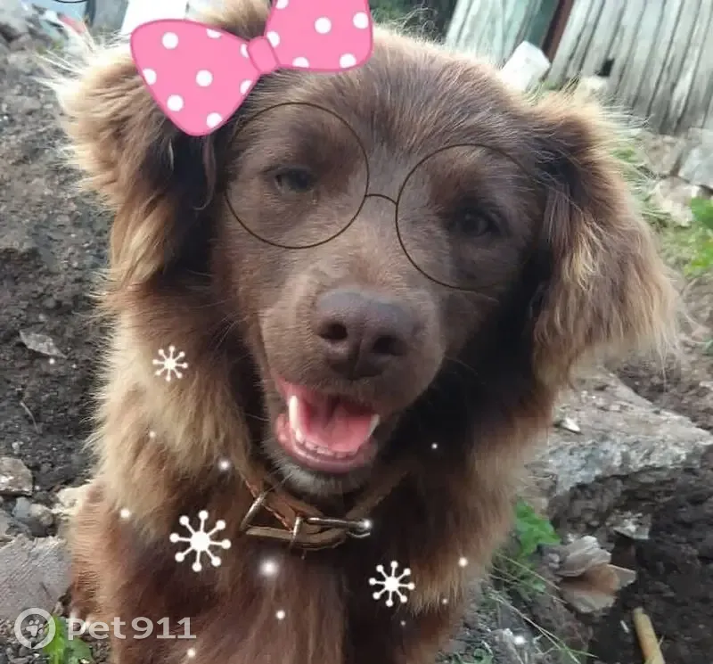 Пропала собака, Иске-Казанское сельское поселение, Мульминское - темнорыжая, короткие лапки - photo