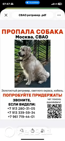 Пропал собака, Ясный проезд, Москва - золотистый ретривер, мальчик - photo