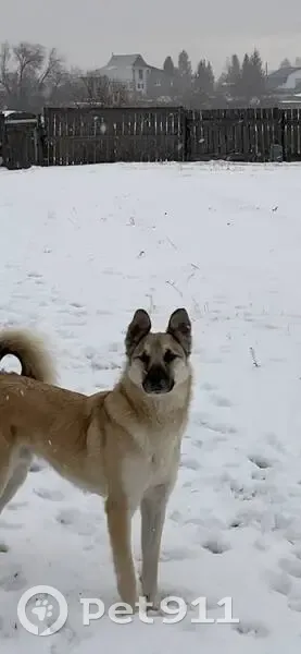 Пропал собака, улица Кирова, 9, Сипавское - светлый, худощавый, сбежал с цепи - photo